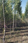 Poplars trials using different poplars from around the world.