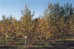 Poplars growing in the trial plots