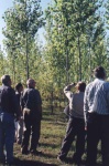 Visitors on a tour of a early hybrid poplar experimental plot at the Alberta-Pacific pulp mill near Athabasca, Alberta.