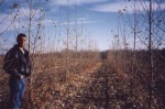 Trees growing on land spread with fly ash in trials conducted by Al Berschi for his master's thesis research