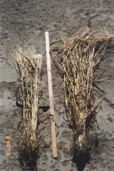 Comparison of grains grown on land with and without spreading of fly ash from the pulp mill.