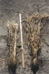 Comparison of grains grown on land with and without spreading of fly ash from the pulp mill.