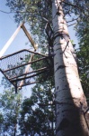 Treetop perch for watching ducks and loons