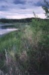 Another lakeshore