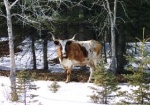 To get to the banks of the Red Deer River, we first had to negotiate our way past a small herd of  longhorn cows on this farmers land.
