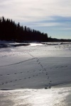 February 21, 2004 - Coyote tracks criss cross the snow and ice along the banks of the Red Deer River