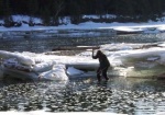 Wayne Roberts at work in his favourite pool, landing a mountain whitefish.