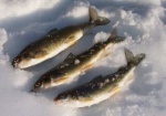 Three of the five mountain whitefish Wayne Roberts caught on this fishing trip