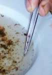 February 29, 2004 - Having gutted the contents of this weekends catch of mountain whitefish, Wayne Roberts discovers the newly hatched larvae of a whitefish.
