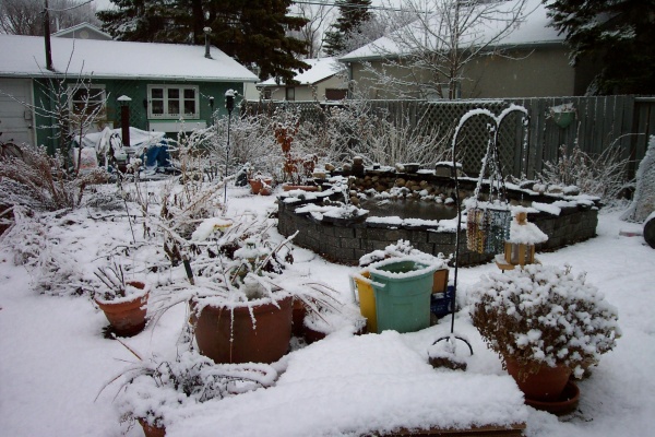 March 31, 2004 - Yesterday was warm, around plus 15 degrees.  Medicine Hat was plus 28! Today, it's snowing in Edmonton.