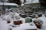 March 31, 2004 - Yesterday was warm, around plus 15 degrees.  Medicine Hat was plus 28! Today, it's snowing in Edmonton.
