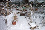 March 31, 2004 - A view through the sunflower forest to the raised beds.