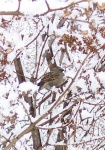 March 31, 2004 - A sparrow sits in the snow covered branches of the lilac bush