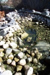 April 19, 2004 - After pumping the snow melt out of the pond, the rocks are ready to be cleaned and restacked.  I'd moved them in the fall trying to find the last of the goldfish to bring in before freeze-up.  The pot of reeds overwintered in the frozen pond and shows some new growth sprouting.