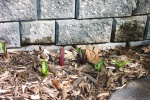 April 19, 2004 - Tulips and scilla push their way up through a bed of cedar chips beside the cement wall surrounding the pond.