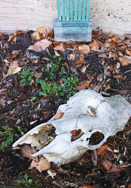 April 19, 2004 - "Bullwinkle" rests amid the beginnings of a bed of forget-me-nots on the west side of the house. The moose skull was found near Pepper's Creek, a momento of my 39th birthday.  Oh, to be young again.