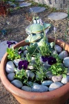 May 17, 2004 - Taking a chance on planting out some lavender.  The pansies don't seem to mind cold and snow, so they're safe.  The weather forecast predicts cool temperatures, rain and possibly snow for the long weekend. The small rocks will help keep moisture in the soil.