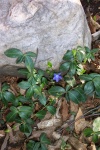 May 17, 2004 - Periwinkle planted in one of the front yard beds blooms early in the season.