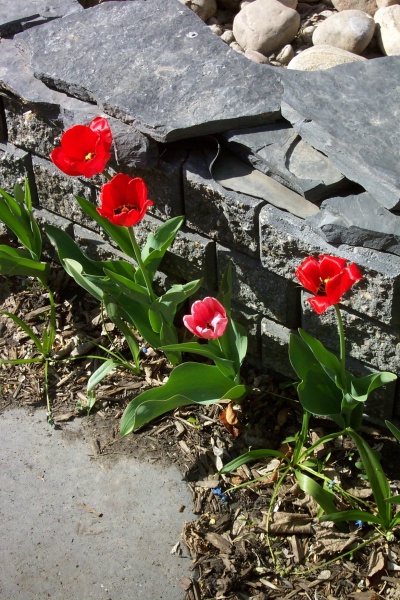 May 17, 2004 - Finally the there's enough sun and warmth for the tulips around the pond to bloom