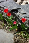 May 17, 2004 - Finally the there's enough sun and warmth for the tulips around the pond to bloom