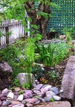 June 6, 2004 - The front shade garden.  Only dappled sun shines through the canopy of birch, elm and spruce boughs.  Over the last three years, violets, ferns, forget-me-nots, astilbe, bleeding hearts, and periwinkle have established themselves in this darker corner of the front yard.