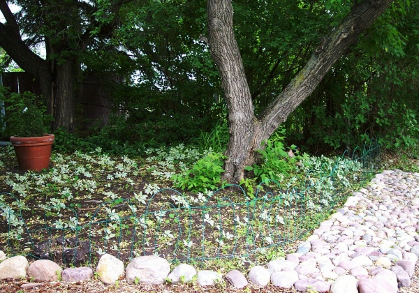 June 6, 2004 - Long gone is the grass that once occupied the front lawn.  After rototilling in the spring, I transplanted sprigs of Bishop's goutweed or snow-on-the-mountain as it's also called.  It didn't take long to establish.  Since it will be another year before it completely covers the dirt, I also seeded the area with nasturtiums, double Shirley poppies, night scented stocks and forget-me-nots.