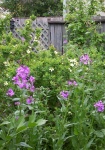 June 6, 2004 - Among the earliest flowers to bloom in the garden are the sweet rockets, a heritage flower.  These are biennials which seed themselves profusely around the garden.  Also blooming in the background is a bush covered in single yellow roses.