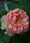 June 6, 2004 - Eveyln, my sweet Evelyn rose.  This English rose bred by David Austin has a strong, lemony fragrance.  After trying to track one down for four years, I finally scored two Eveyln rosebushes this spring.