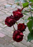 June 6, 2004 - I couldn't resist this climber with its hanging clusters of deep red roses.  It's called "Don Juan".  In the fall I will have to dig it out of the ground, lay it flat and bury it with soil to ensure it survives the winter.