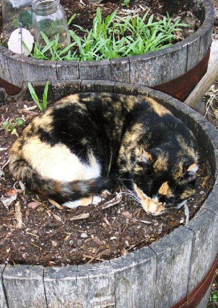 May 24, 2004 - If babies are found in the cabbage patch, then I guess pussycats must come from whiskey barrels.  It's amazing what you can grow in a garden!