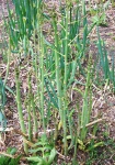 May 24, 2004 - The first harvest of spring, asparagus shoots.   Nothing like a stirfry of young asparagus, tomatoes and chicken breast.