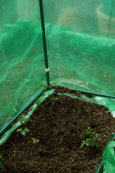 May 24, 2004 - Inside the tomato tent I planted Sweet Millions and some Ultra Girls.  The Sweet Millions grow tall and need staking.  The fruit will hang like clusters of grapes, I'm told.