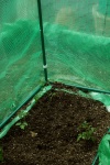 May 24, 2004 - Inside the tomato tent I planted Sweet Millions and some Ultra Girls.  The Sweet Millions grow tall and need staking.  The fruit will hang like clusters of grapes, I'm told.