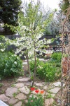 May 24, 2004 - The Evans Cherry in full bloom.  There will be lots of sour cherries this year.  After a severe pruning last fall, the Evans cherry has nicely transformed from a bush to a tree.  I want to dig out the yellow rose and plant another Evans cherry in its place.  And boy, would I ever like to have plum trees!
