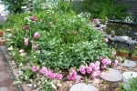 July 3, 2004 - So much for the peony bonanza.  The heavy rain on July 2nd pretty well destroyed the blossoms.  There's some recovery, but unfortunately, there was more heavy rain in the week after this photo was taken