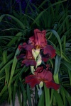 June 23, 2004 - The "spartan" German iris is a new addition to the garden.  When it first starts to send out buds, they appear to be jet black.