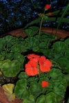 June 23, 2004 - Orange Appeal geraniums.  This unusual variety is a bright orange.  I looked all over for these for two year.  Finally tracked them down in the early spring at Arch Greenhouses.