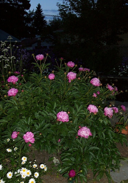 June 28, 2004 - My glorious peony bush.  An amazing 4 feet high.  The buds are just starting to burst into bloom.