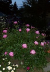 June 28, 2004 - My glorious peony bush.  An amazing 4 feet high.  The buds are just starting to burst into bloom.