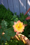 July 20, 2004 - Joseph's Coat, a small blossom on a climbing rose.