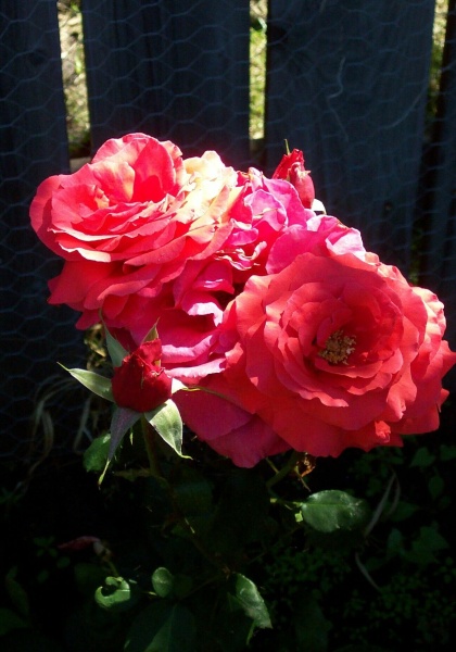 July 20, 2004 - A spray of five blooms on the Fragrant Cloud rose
