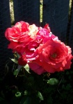 July 20, 2004 - A spray of five blooms on the Fragrant Cloud rose