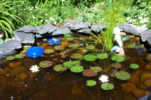 July 20, 2004 - The first water lilies bloom.  One is pink, the other yellow.  I grew these from bulbs found at Canadian Tire.