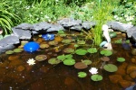 July 20, 2004 - The first water lilies bloom.  One is pink, the other yellow.  I grew these from bulbs found at Canadian Tire.