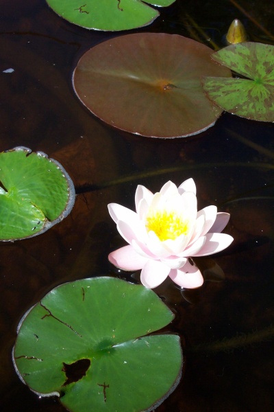 July 20, 2004 - A pink water lily blooming on the pond.