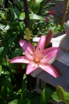 August 3, 2004 - The first of the Asiatic lilies to bloom.  This lily overwintered in a shallow pot without any extra insulation.
