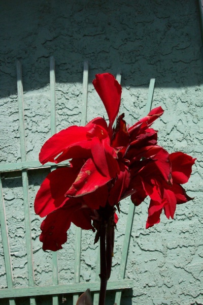 August 3, 2004 - My first attempt at growing Tropicana lilies.  These grow from bulbs that send out huge colourful leaves and flowers on the top of 3 and 4 foot stems.  They love the sun and will grow in ponds, too.