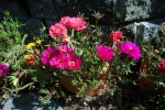 August 3, 20044 - Portulaca loves the sun. These four pots of portulaca bloom continuously and some of the flowers are almost three inches across.