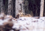 This is a wolf that inhabits the boreal forest in northeastern Alberta.  Don't you just love those yellow eyes!  Wolves and coyotes travel along linear disturbances such as roads and seismic lines, which gives them more expedient access to prey such as caribou and deer.
