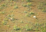 These two wolves are seen running across a fen, typical peatland habitat.  This is also where woodland caribou can often be seen.